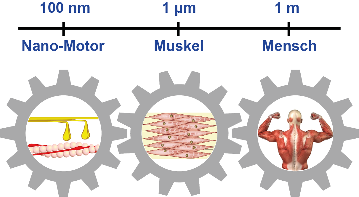 Grafik zur Veranschaulichung der Größenskalen von nano-Motor-Muskelzellen und Mensch